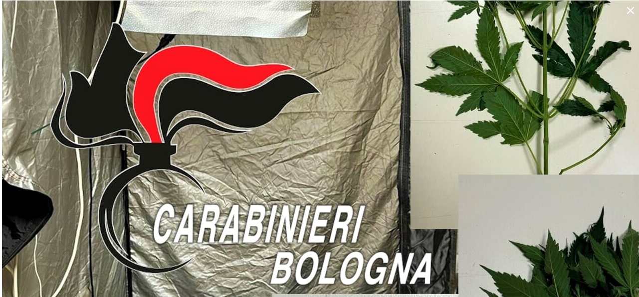 adn24 bologna | arrestato per lesioni e coltivazione di droga denunciato della compagna