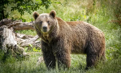  ‣ adn24 uccisa l'orsa kj1: giudicata "esemplare pericoloso" dalla provincia, proteste degli animalisti