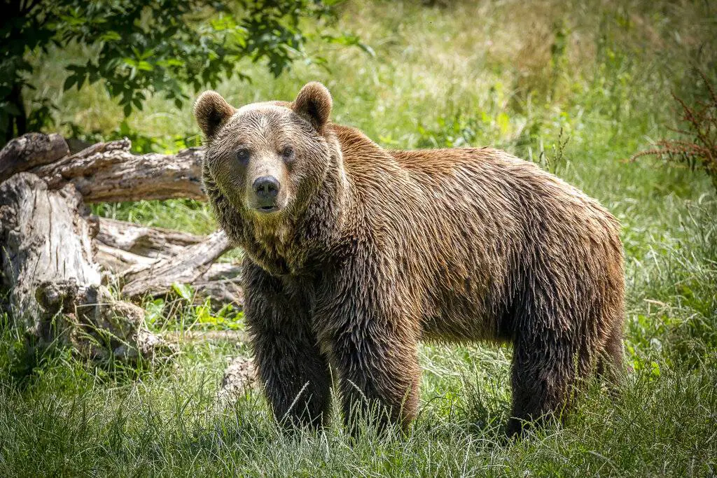 adn24 uccisa lorsa kj1 giudicata esemplare pericoloso dalla provincia proteste degli animalisti