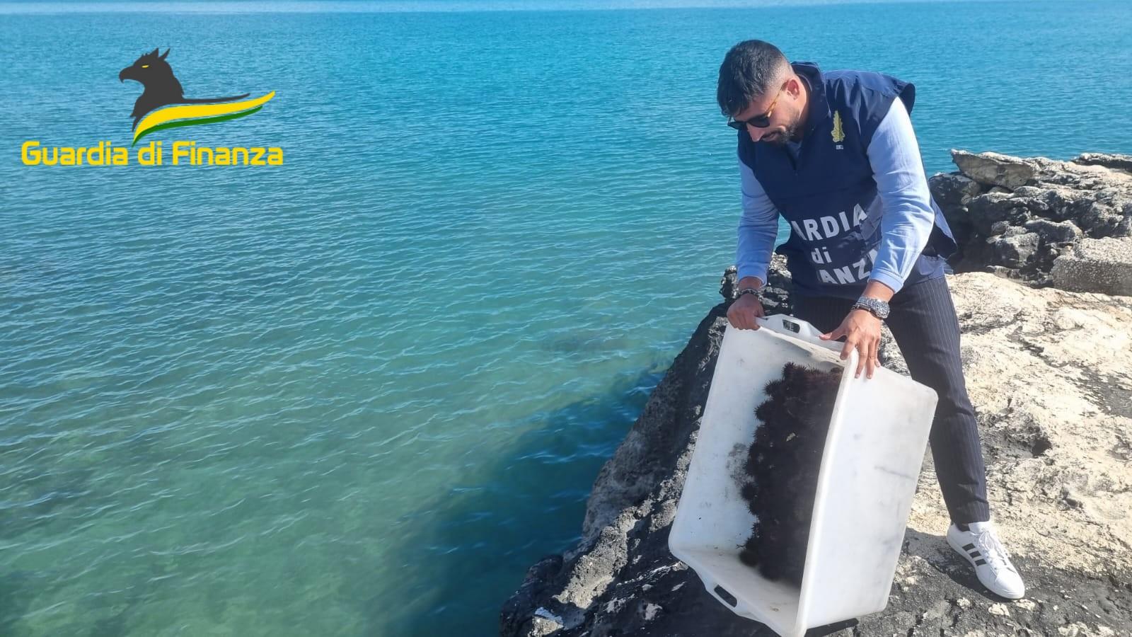 adn24 manfredonia | sequestrati 1500 ricci di mare in pesca sportiva illegale