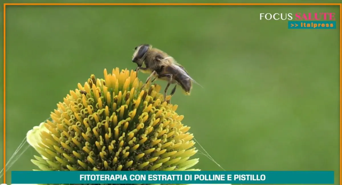 adn24 fitoterapia con polline e pistillo20 anni di studi dimostrano efficacia