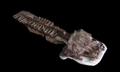  ‣ adn24 scoperto in namibia un fossile di predatore simile a una salamandra gigante