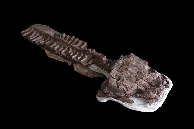  ‣ adn24 scoperto in namibia un fossile di predatore simile a una salamandra gigante