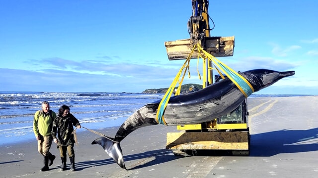 adn24 balena dai denti a spatola una rarità assoluta spiaggiata in nuova zelanda