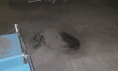  ‣ adn24 la tartaruga che aveva nidificato a laigueglia si chiama “diana”