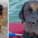  ‣ adn24 cane nuota per 5 ore per tornare dalla sua famiglia: la storia fa il giro del web
