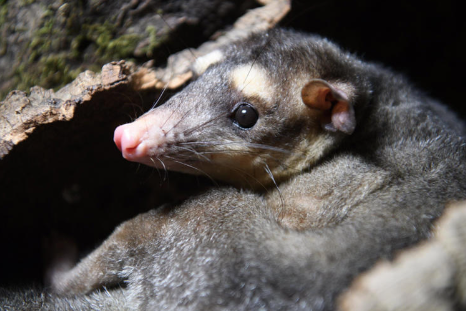 adn24 covid 19 recentemente identificato negli animali selvatici