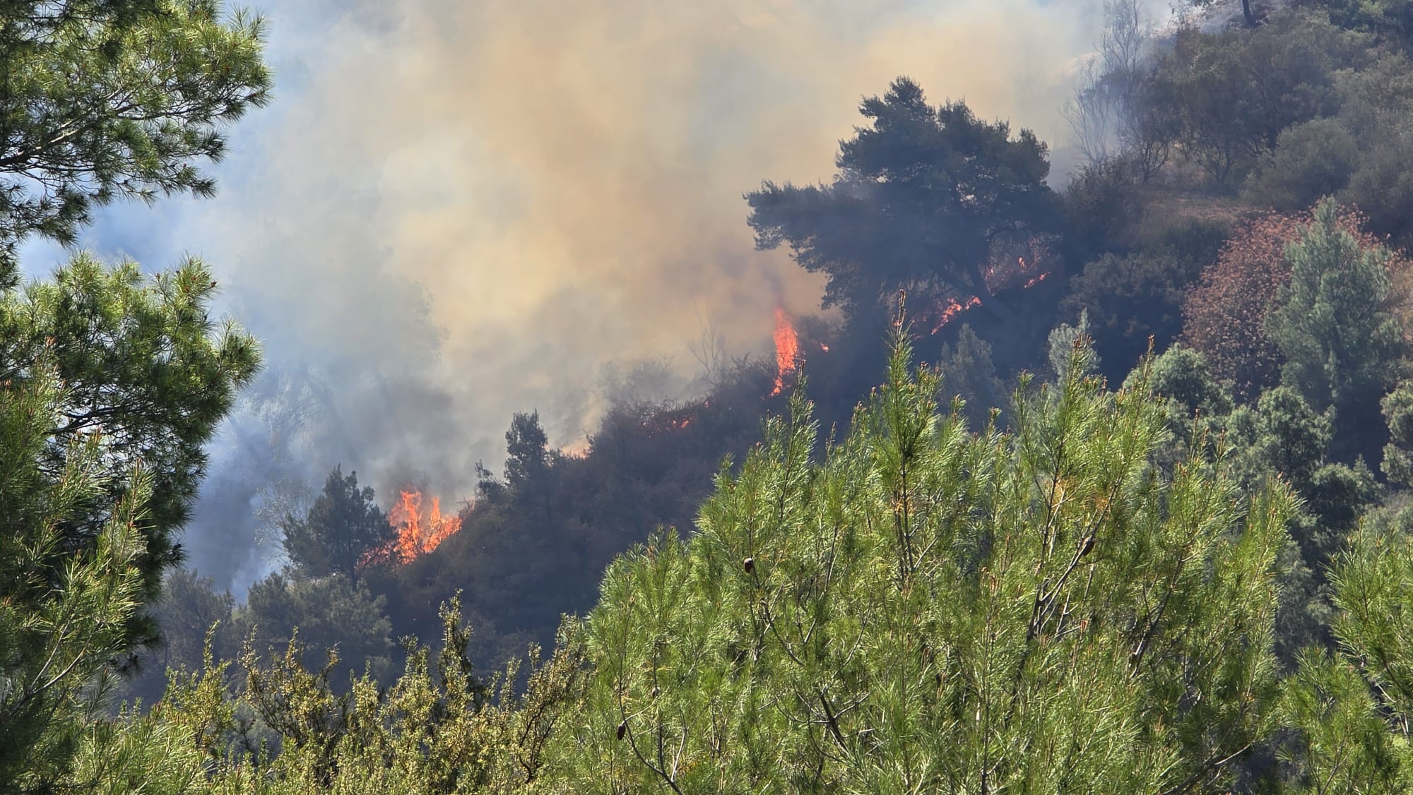 adn24 nuoro | grave incendio azienda distrutta e decine di bovini morti indagini in corso