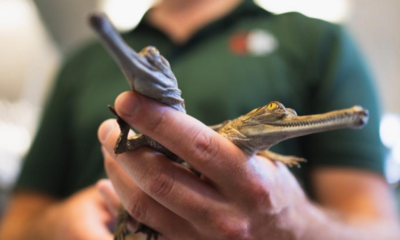  ‣ adn24 i piccoli gaviali del gange nati in cattività: una speranza per la specie