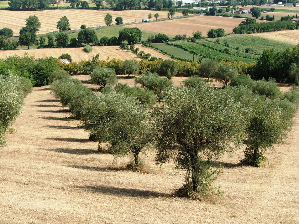 adn24 maltempo | coldiretti danni per la grandine a oliveti e vigneti