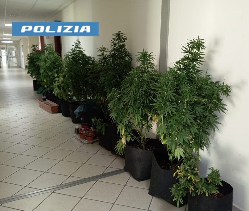 adn24 taranto | scoperta piantagione di marijuana a san vito arrestato 31enne