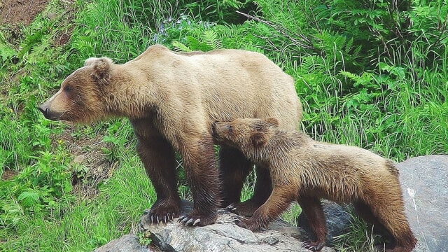 adn24 trovata morta una mamma orso con i resti di un cucciolo cause apparentemente naturali