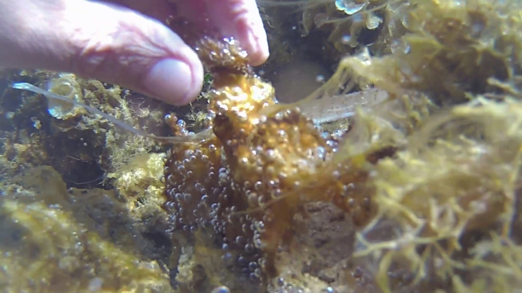  ‣ adn24 allarme alga tossica sulle coste pugliesi: concentrazioni anomale di ostreopsis ovata