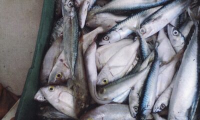  ‣ adn24 scoperti prodotti ittici scaduti ristoranti di cortina d'ampezzo