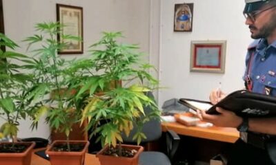  ‣ adn24 bologna | arrestato 75enne per coltivazione e detenzione di cannabis: sequestrati 436 grammi