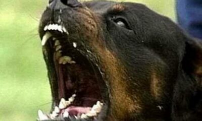  ‣ adn24 perugia | bambino di 5 anni aggredito da un rottweiler: è grave