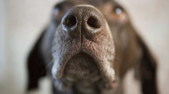  ‣ adn24 lo sai perche'... i cani hanno il naso umido?