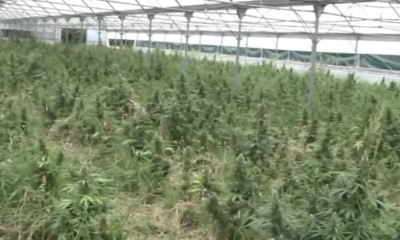  ‣ adn24 oristano | maxi operazione antidroga: sequestrate 9000 piante di cannabis e 4 arresti