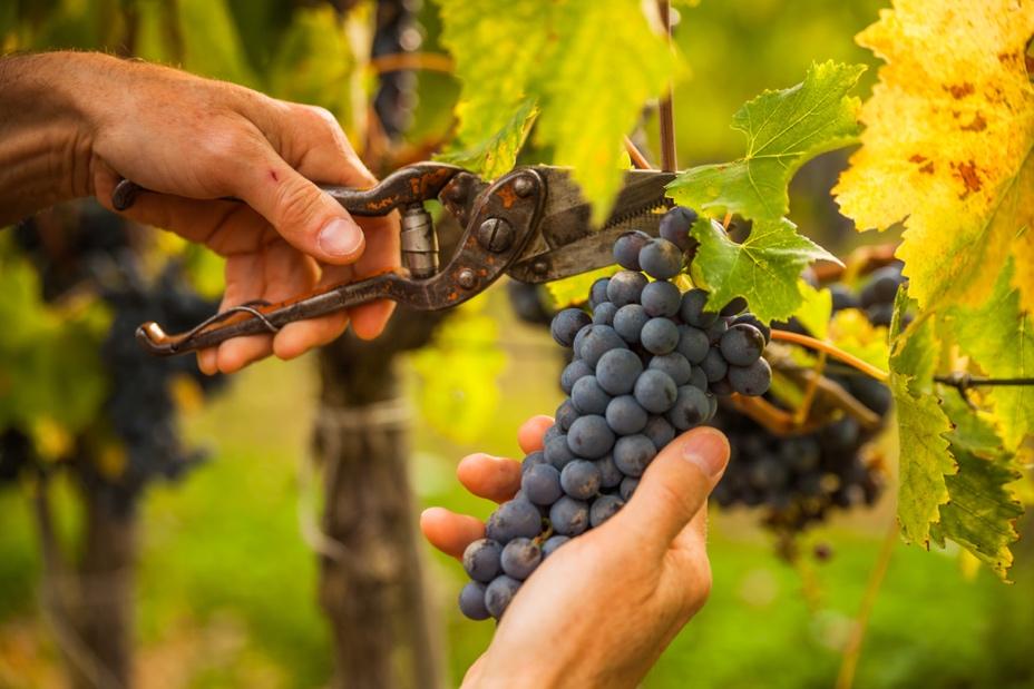 adn24 coldiretti | scatta la vendemmia precoce per il caldo record