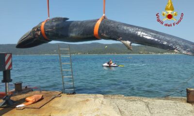  ‣ adn24 talamone (gr) | recuperato il corpo della balenottera bloccata nel porto