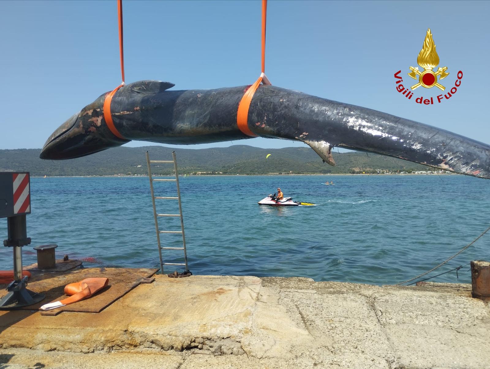 adn24 talamone gr | recuperato il corpo della balenottera bloccata nel porto