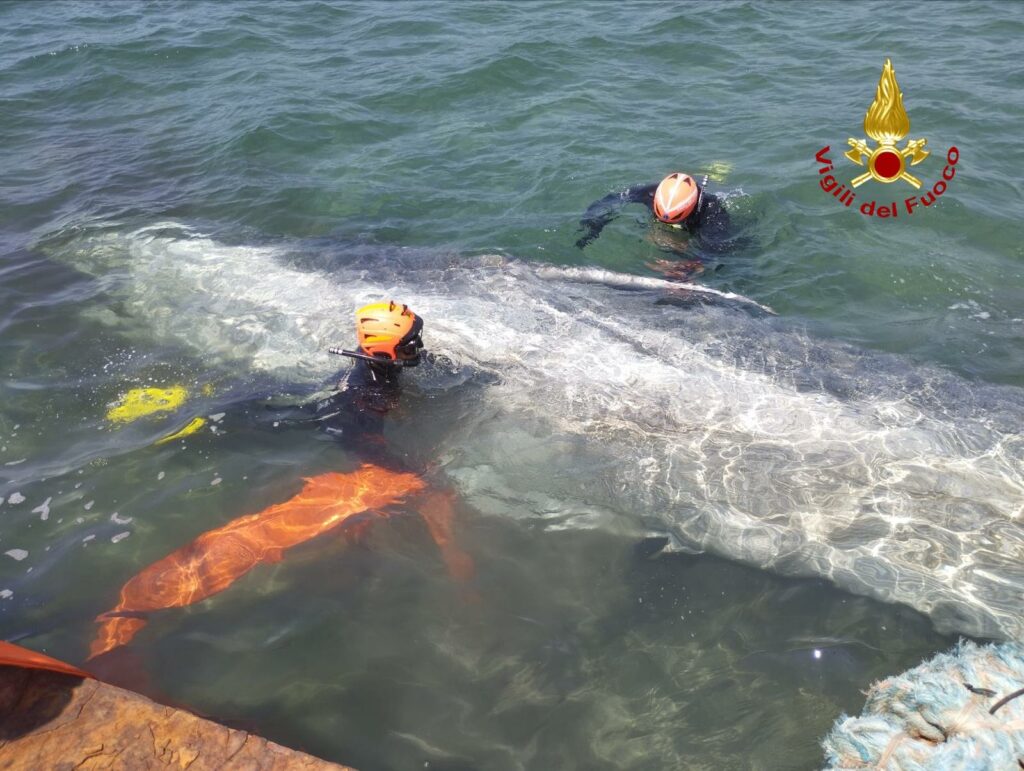 adn24 talamone gr | recuperato il corpo della balenottera bloccata nel porto