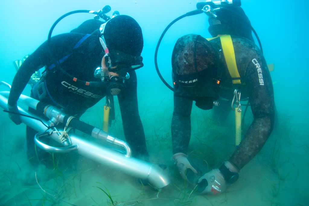 adn24 terna avvia in sicilia il trapianto sperimentale di cymodocea nodosa