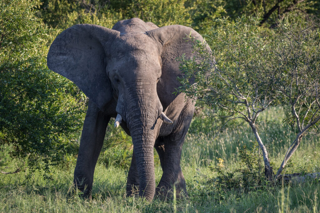 adn24 gli elefanti giganti gentili della savana e della foresta