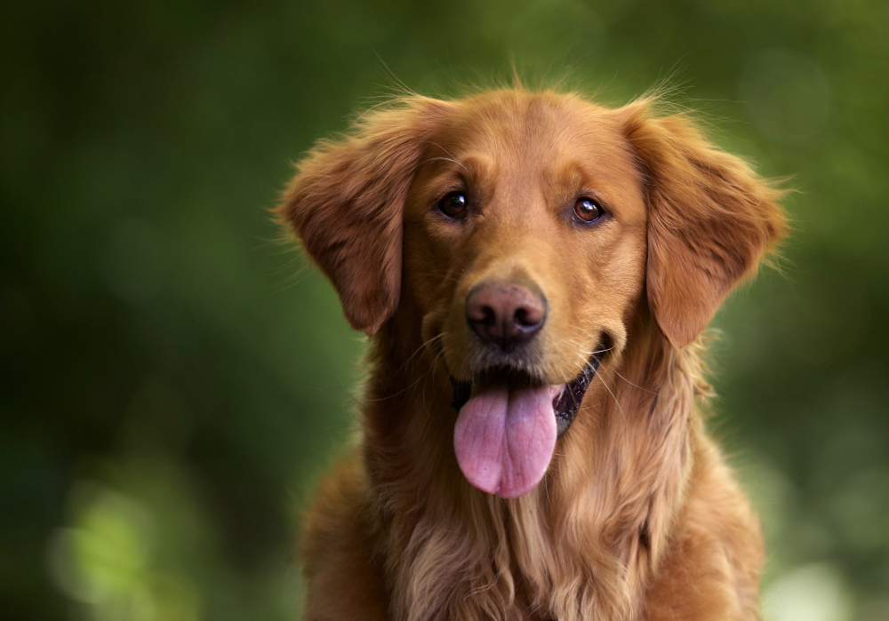 adn24 sai perchei cani annusano sempre le parti intime