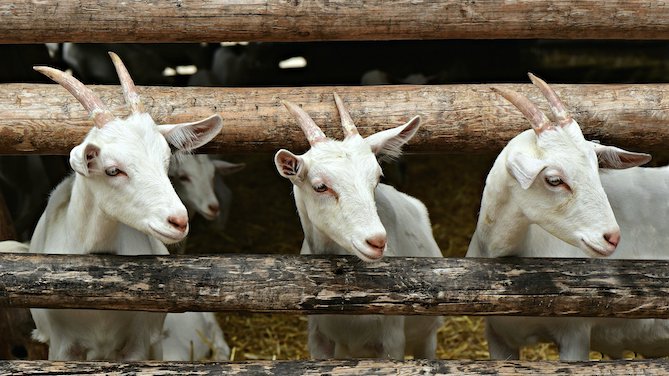 adn24 sardegna | focolai di lingua blu oltre 10mila capi infetti