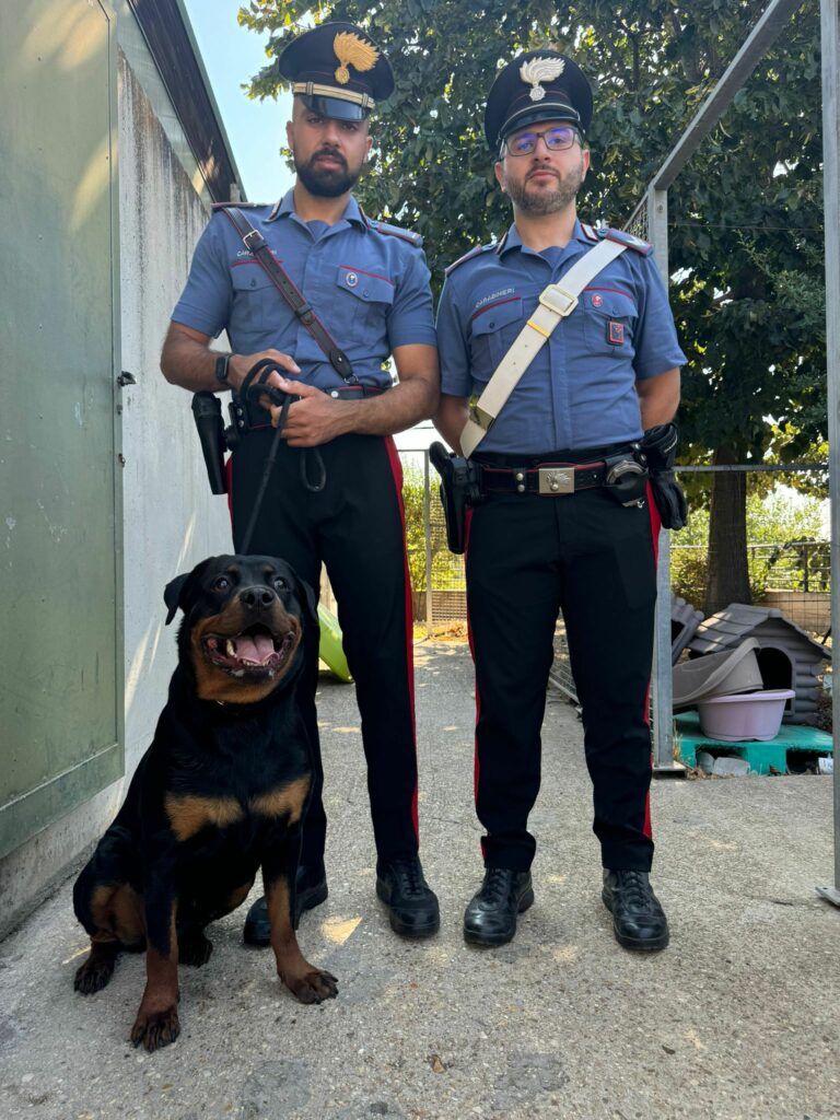 adn24 roma | rottweiler abbandonato e malnutrito salvato dai carabinieri denunciato il proprietario