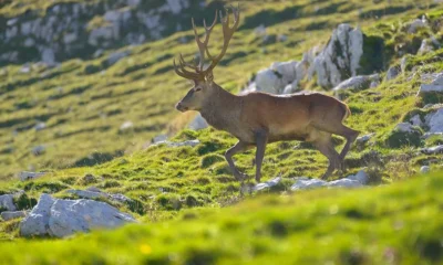 adn24 abruzzo | caccia ai cervi nasce da una valutazione tecnico scientifica