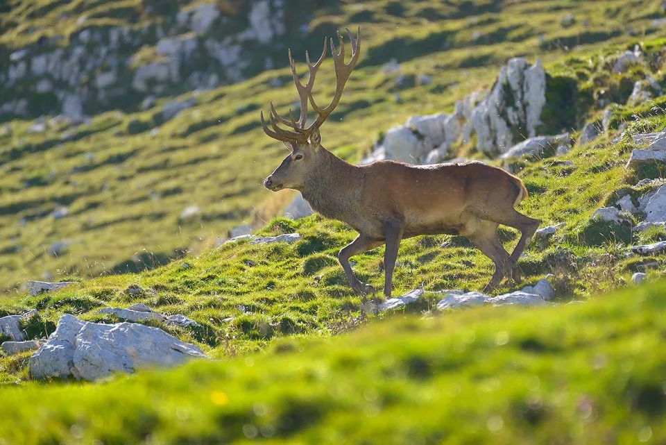 adn24 abruzzo | agricoltori costretti ad abbandonare la loro attività in vaste aree caccia ai cervi