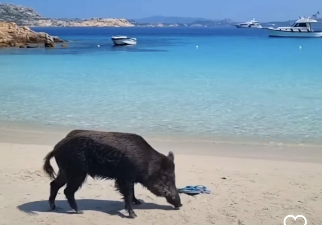 adn24 la maddalena | bimbo di 9 anni morso da un cinghiale in spiaggia