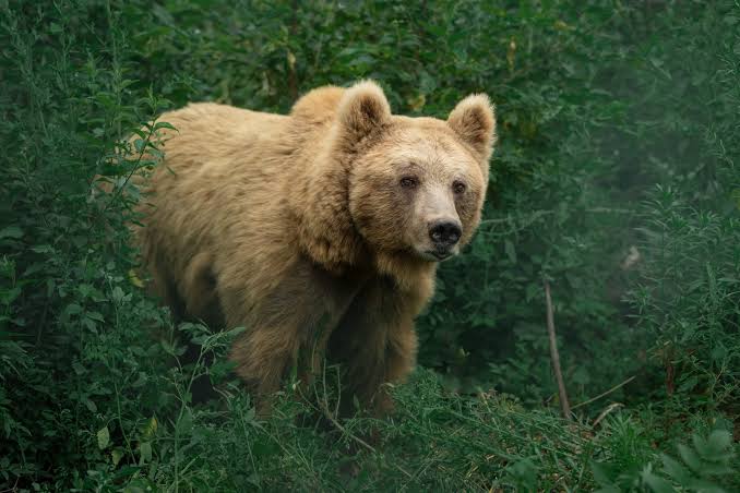 adn24 come difendersi da un attacco di un orso