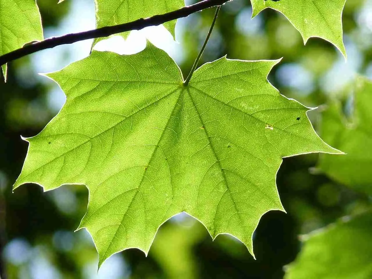 adn24 filofobia cosè e come si combatte la paura delle foglie