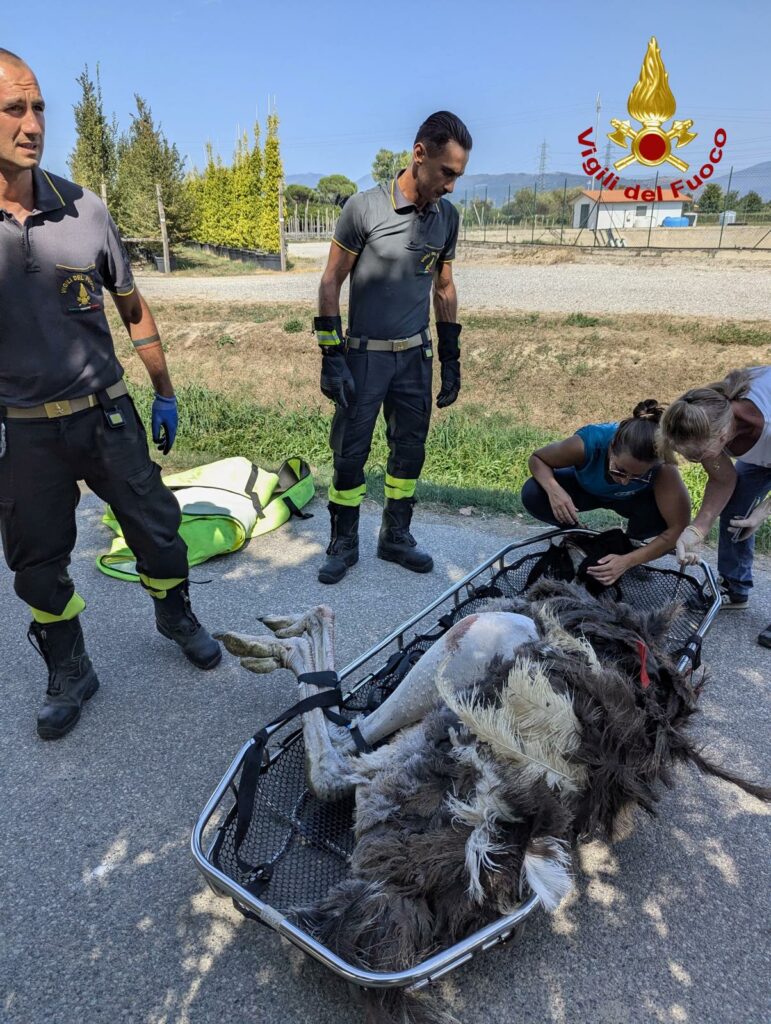 adn24 prato | struzzo in fuga crea scompiglio recuperato dai vigili del fuoco e veterinari