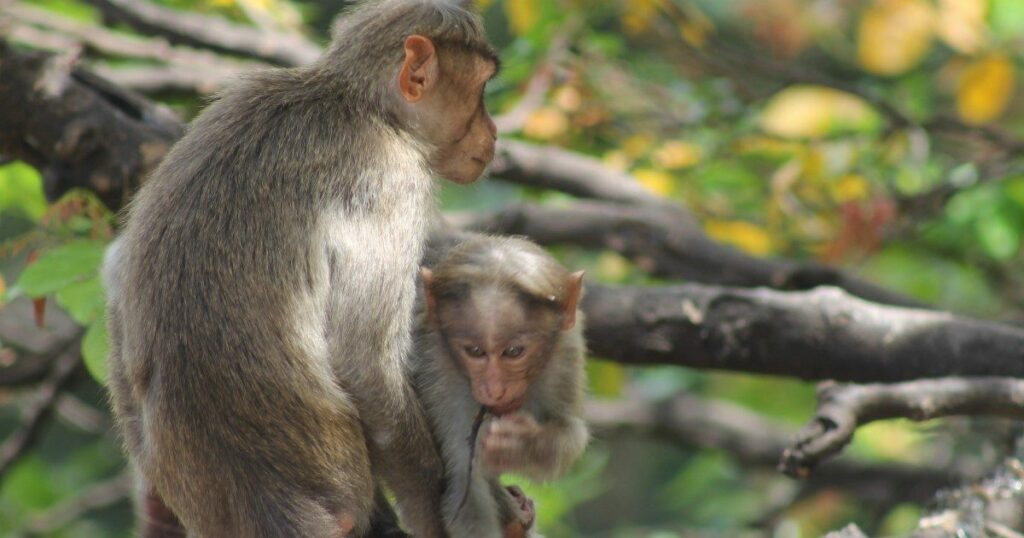 adn24 organizzazione mondiale della sanità | vaiolo delle scimmie crescita dei contagi in africa