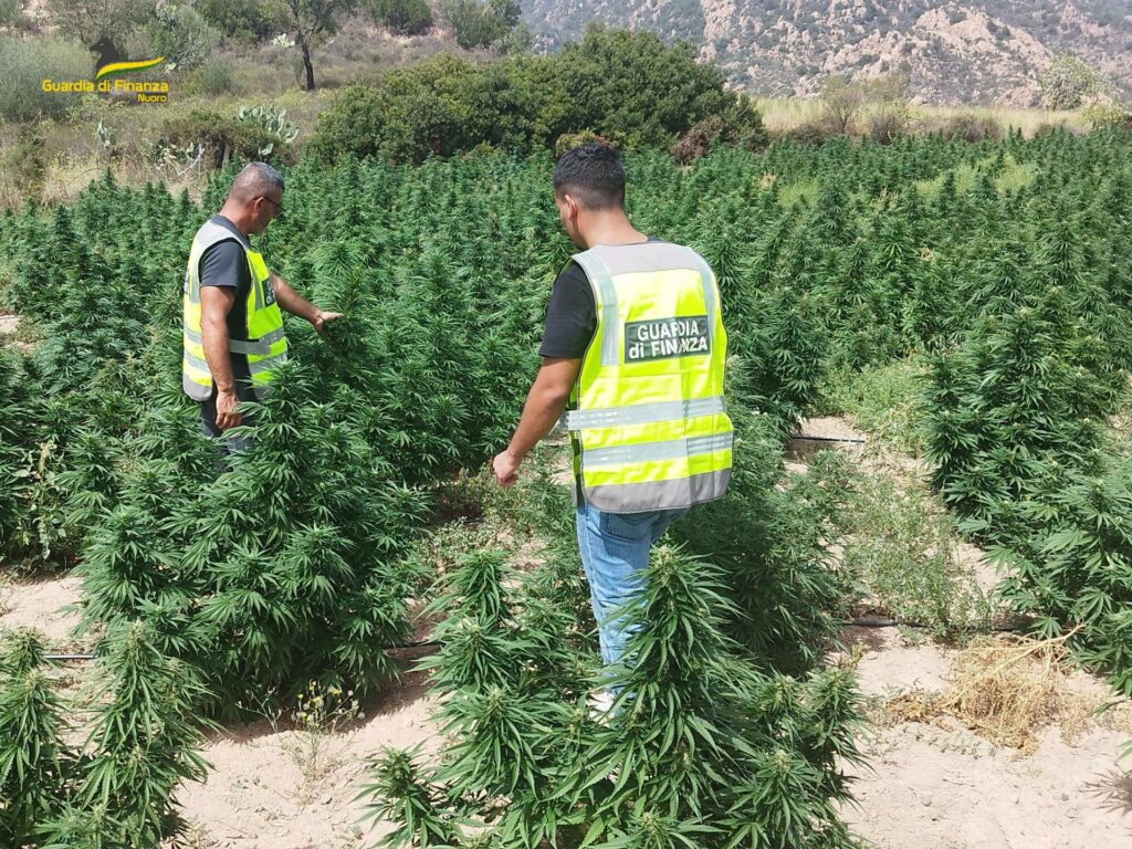 adn24 nuoro | scoperta piantagione di cannabis oltre 1000 piante sequestrate dalla gdf