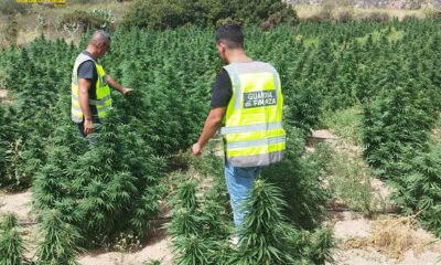 adn24 nuoro | scoperta piantagione di cannabis oltre 1000 piante sequestrate dalla gdf