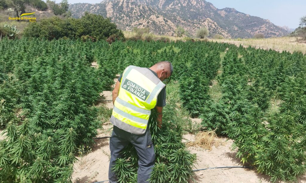 adn24 nuoro | scoperta piantagione di cannabis oltre 1000 piante sequestrate dalla gdf