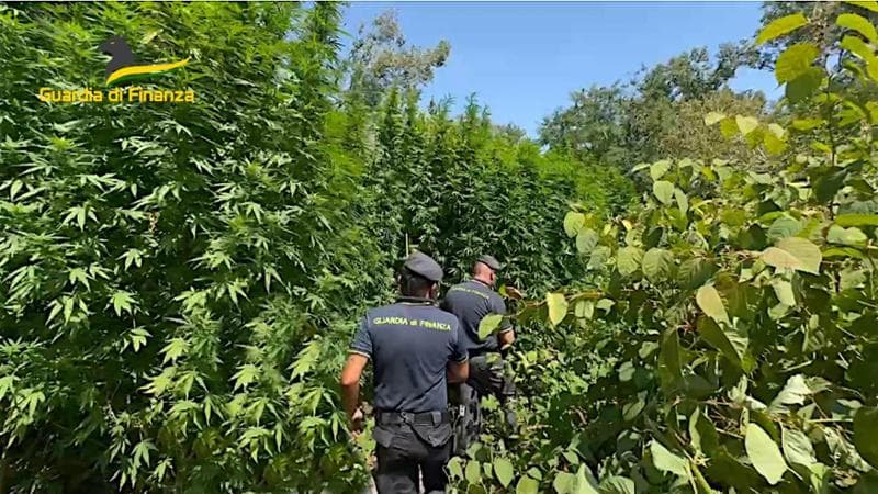 adn24 pavia | scoperta una piantagione dl cannabis allinterno del parco del ticino video