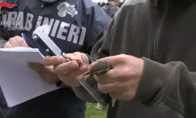 adn24 ancona | denunciato allevatore per traffico illecito di uccelli