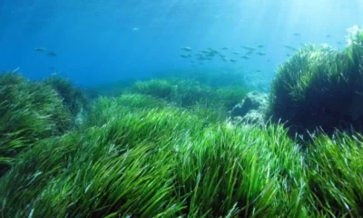 adn24 a cosa servono le alghe nel mare