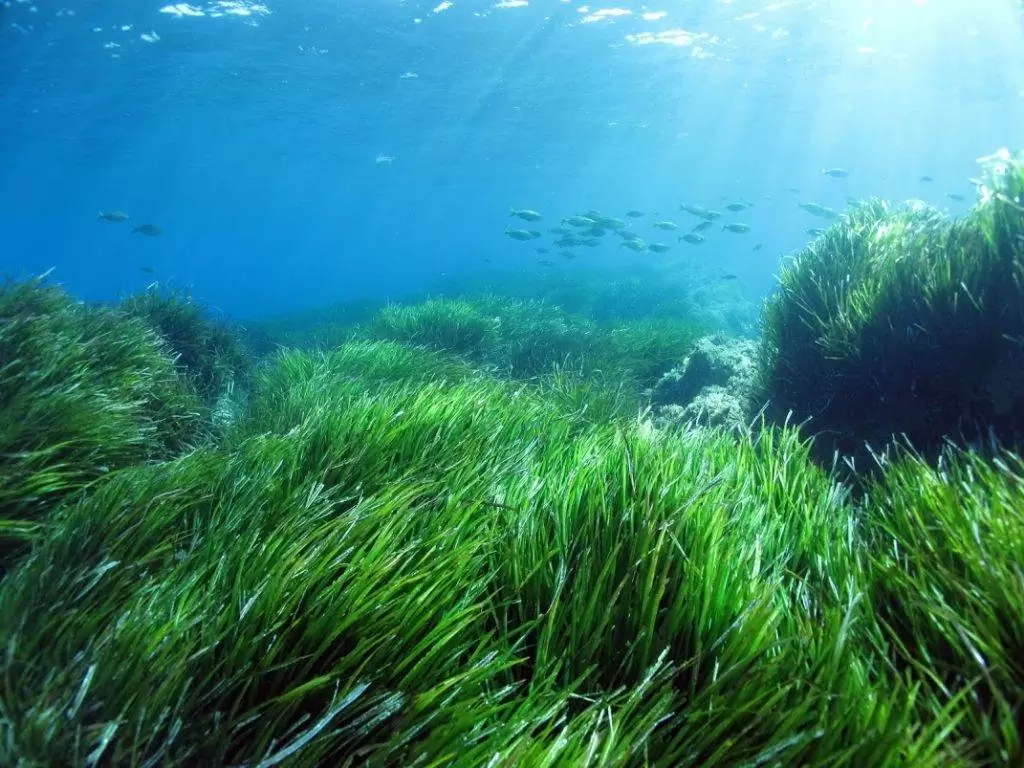 adn24 a cosa servono le alghe nel mare