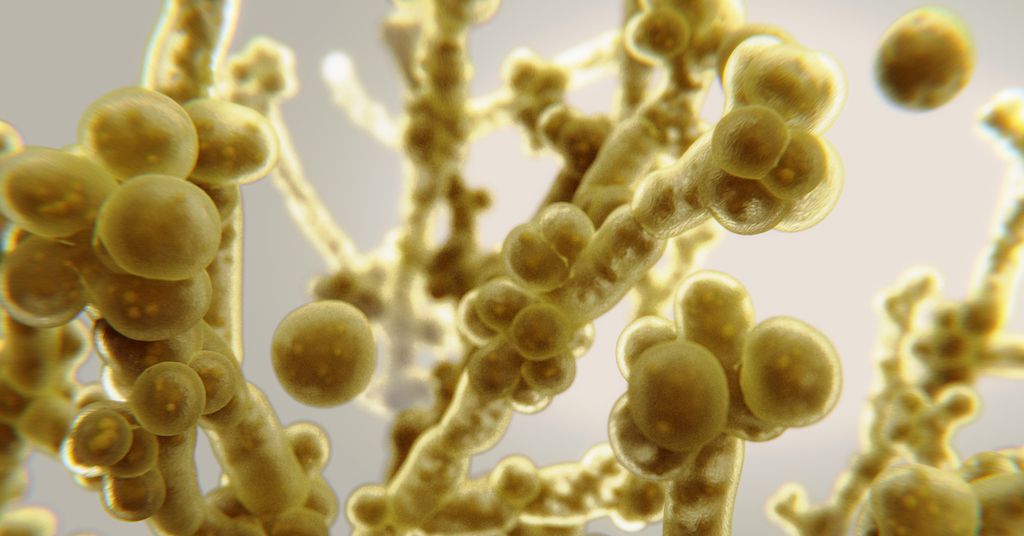 adn24 singapore | scoperto nuovo ceppo della candida auris in pericolo i pazienti fragili