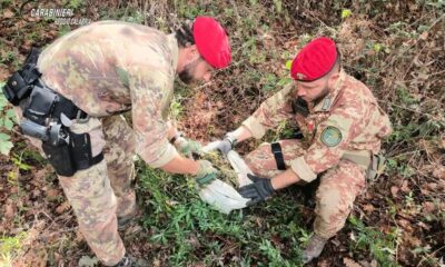 adn24 roccella ionica | carabinieri smantellano piantagioni di canapa e arrestano una coppia di coniugi