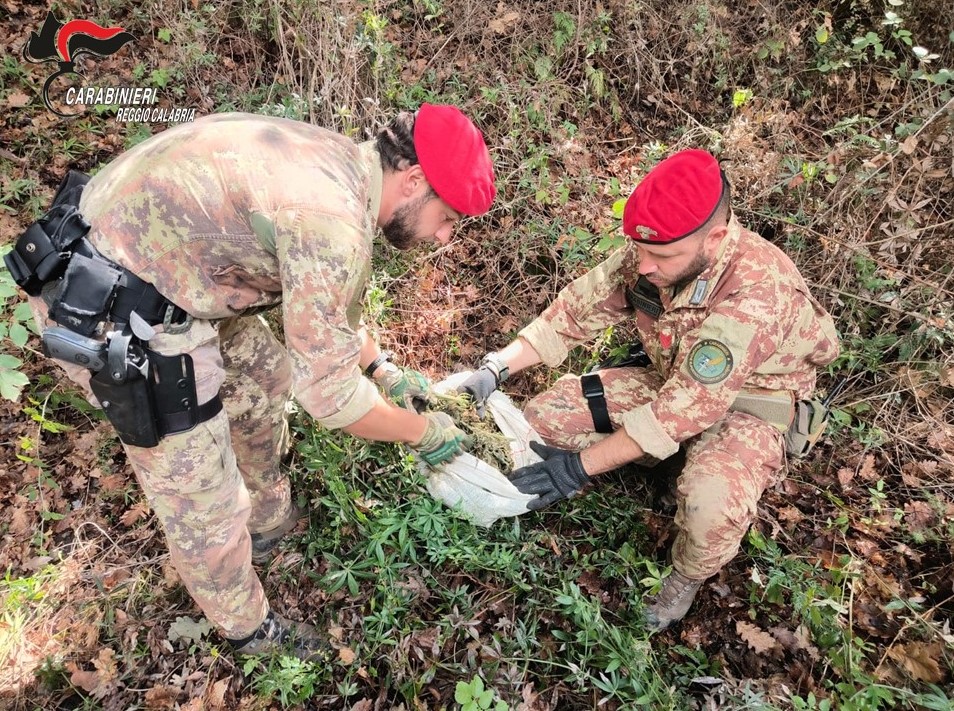 adn24 roccella ionica | carabinieri smantellano piantagioni di canapa e arrestano una coppia di coniugi