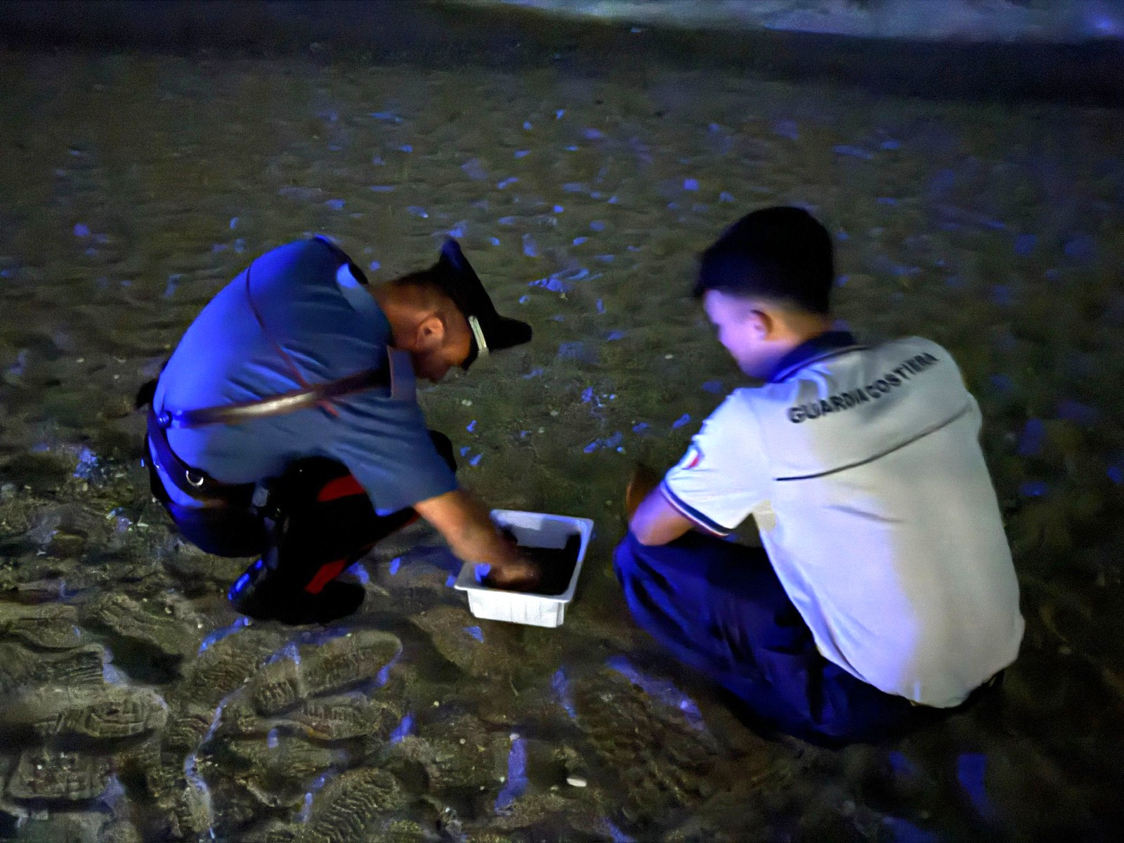 adn24 palmi rc | nascita straordinaria di tartarughe marine sulla spiaggia di tonnara