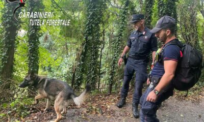 adn24 bergamo | intervento dei carabinieri contro esche e bocconi avvelenati